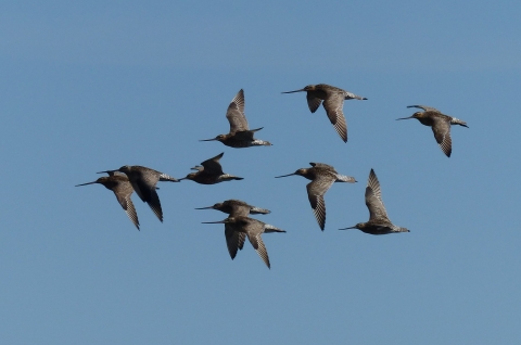 A group of long-billed birds flys together 