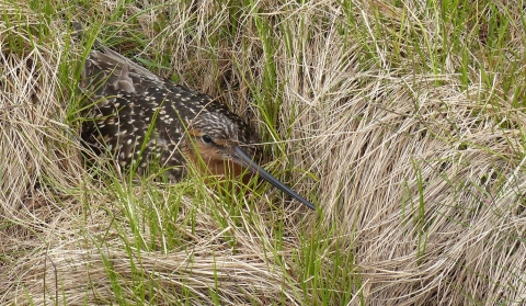 A bird with a long black bill sits on its nest surrounded by grass