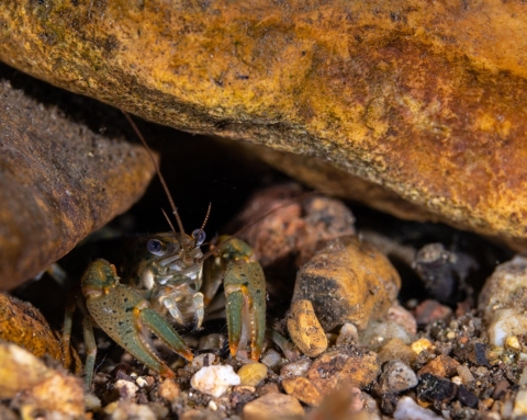 Big creek crayfish nestled under rocks
