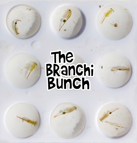 a white plastic tray with nine partitions holds one light brown fairy shrimp in each partition. In the center is the text "the Branchi Bunch" in a font like the title of the sitcom, the Brady Bunch, to parody the opening title screen of the show.