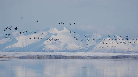 Black geese fly in a flock over water with snow covered mountains in the background
