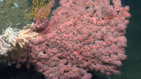A colony of bubblegum coral with bright pink color and full branches