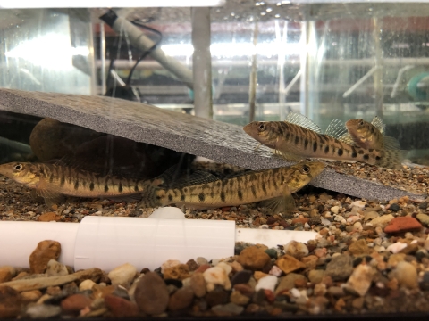 Four small yellowish colored fish with brown stripes in a tank 