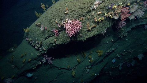 Deep-sea corals growing on on canyon wall