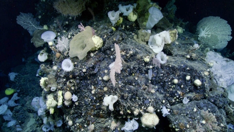 Array of corals and sponges on rocky substrate