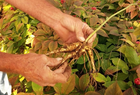 A Close-up of hands holding a ginseng plant