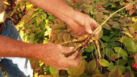 A pair of hands holds a ginseng plant by its roots.