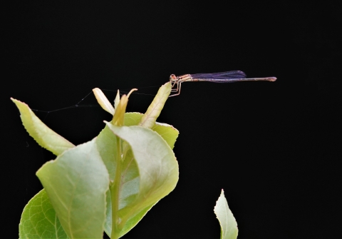 Damselfly insect getting nectar from a plant at Okefenokee NWR