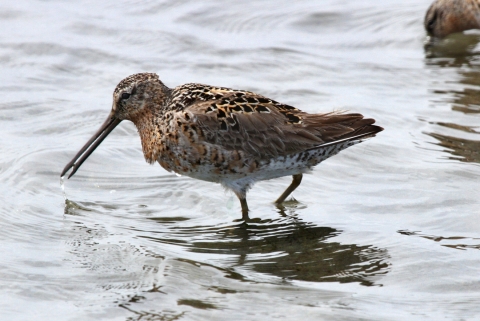 A dowticher standing in water on one leg bending over to feed. The bird is mostly brown with black spots and a white belly.