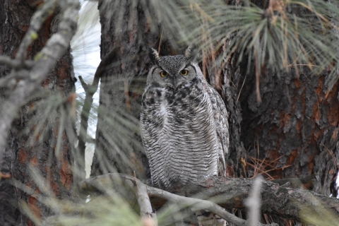 A large owl perched in a tree