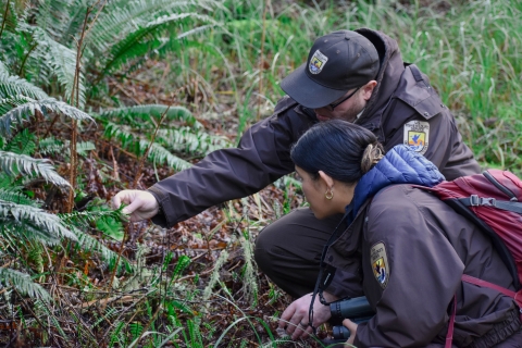 Two FWS employees identify ferns while kneeling low