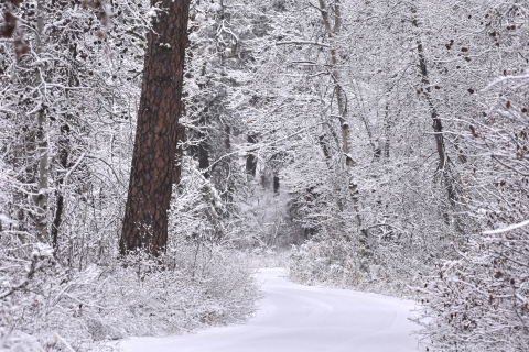 A snowy road winds into the distance