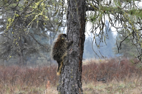 A porcupine climbs a pine tree