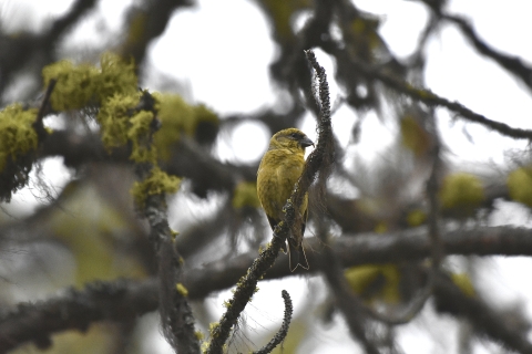 A yellow bird perched on a branch