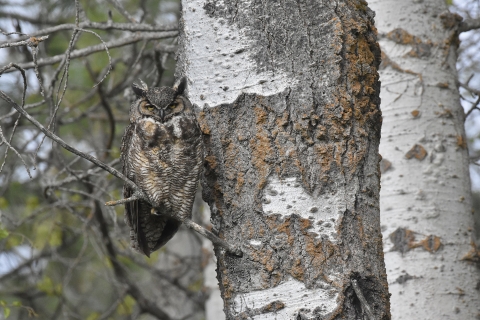 A great horned owl blends in while sitting on a branch next to a tree