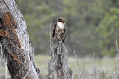 A red tailed hawk perched on a branch