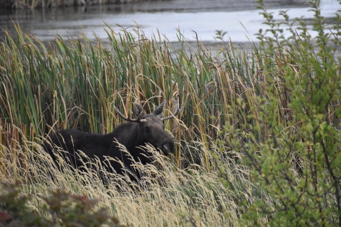 A young bull moose stands among some wetland plants