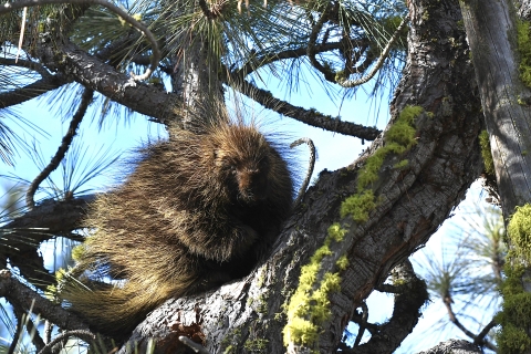A porcupine sitting in a pine tree