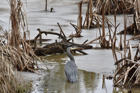 A great blue heron hunts in a partially frozen wetland