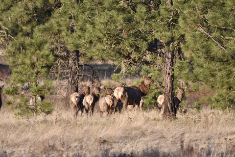 A small herd of elk graze near some pine trees