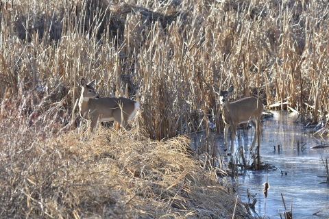 Two white-tailed deer crossing a wetland