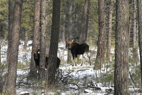 Two moose stand among some pine trees