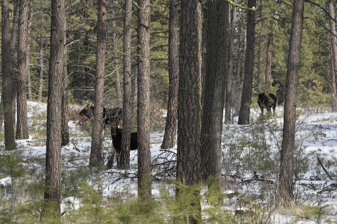 Three moose stand in between a grove of pine trees