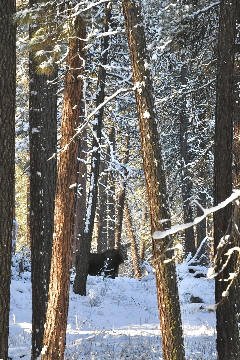 A moose stands among a snow-covered group of trees