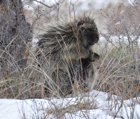 A porcupine on the ground next to a tree