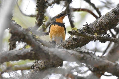 A varied thrush on the branch of a pine tree