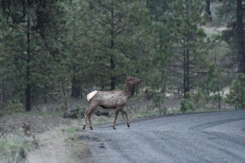 An elk crossing a gravel road