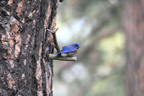 A blue bird sitting on a tree branch