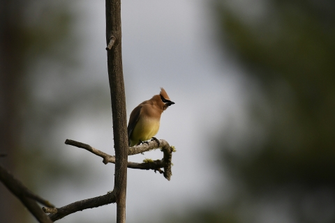 A small yellow and brown bird on a branch