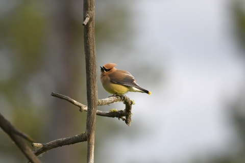A small yellow and brown bird