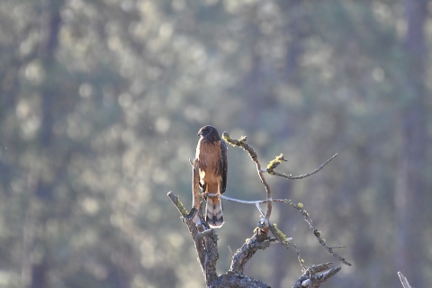 A red shouldered hawk perched on branch