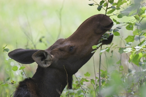 A moose chewing on leaves