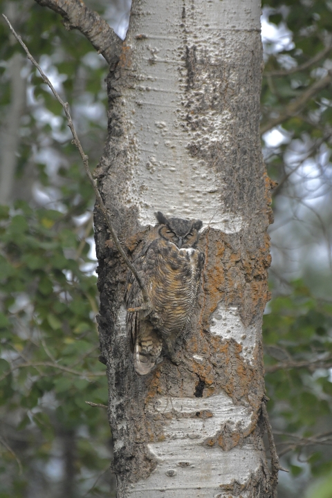 A great horned owl sits on a branch, camouflaged next to a tree
