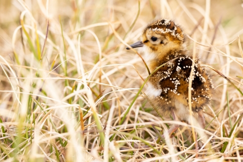 A shorebird chick walks through the grassy tundra