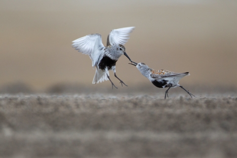 Two birds with black belly and ling bills chase each other on foot in a courtship display