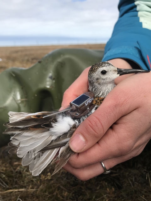 A person gently cups a shorebird with a transmitter device on its back