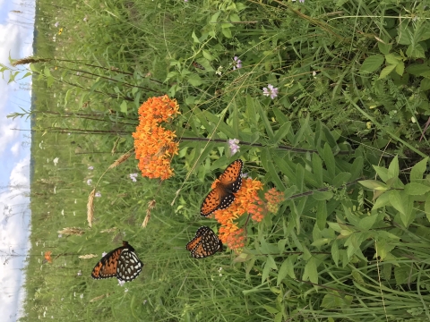 three orange-and-black butterflies with black and white spots flit around orange flowers in a grassland