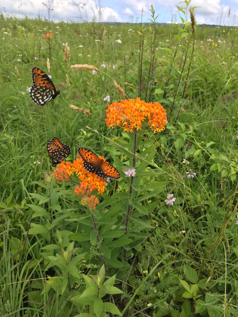 Three orange-and-black butterflies with white and black spots