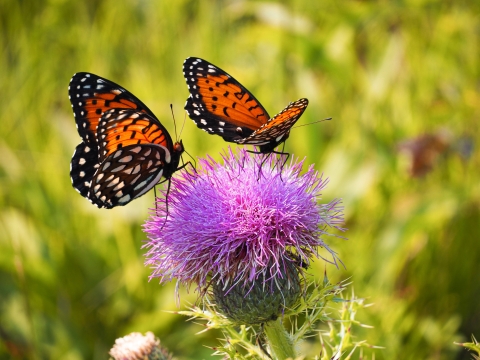 Two orange-and-black butterflies with black and white spots on a purple flower