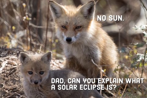 An image of an adult red fox and their young kit. Text on the image near the young fox reads “Dad, can you explain what a solar eclipse is?” Text on the image near the adult fox reads “No sun.”`\