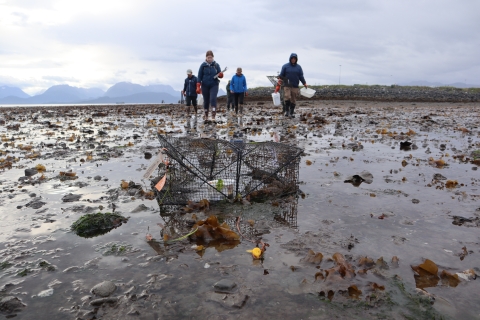 Five early detection monitors walk toward folding crab trap in Homer, AK tidal flat.