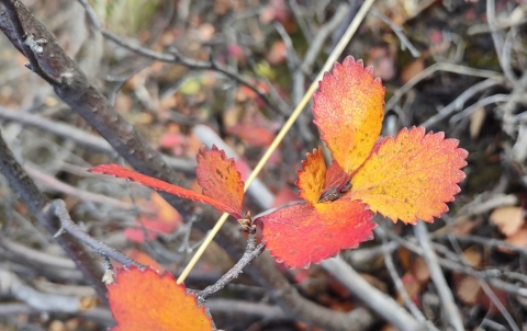 bright orange and red dime-sized leaves