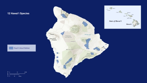 A map of Hawaiʻi Island showing the designated critical habitat for 12 species. Final critical habitat is outlined in blue. 