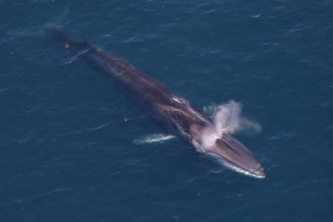 Fin whale from at surface from above