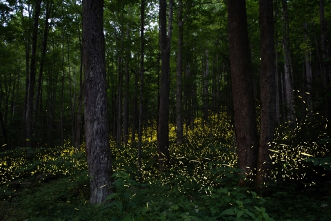 Thousands of fireflies in a dark forest, all light up at once. 
