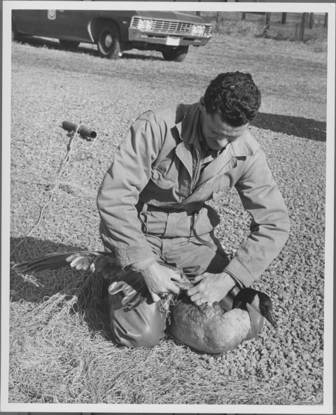 Untangling Canada Goose from cannon net trap.